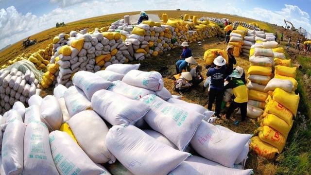 Xuất khẩu gạo Việt Nam đang có lợi thế cạnh tranh hơn Thái Lan