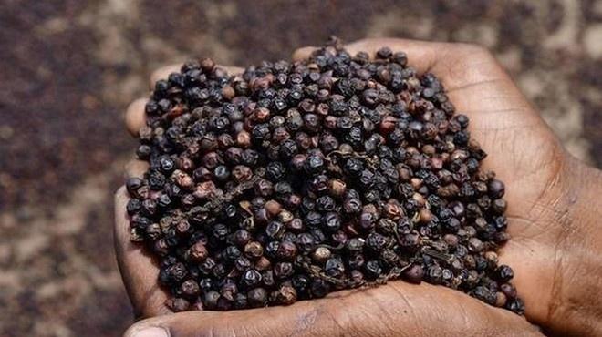 Giá tiêu giữ mức 140.000 đồng/kg