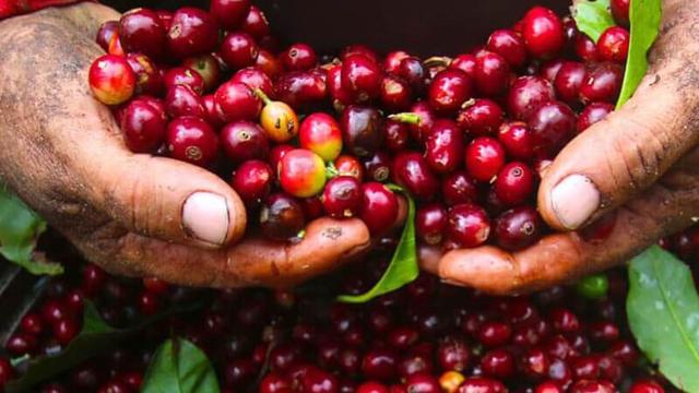 Thành lập Nhóm công tác nghiên cứu khả thi FTA Việt Nam – Ai Cập