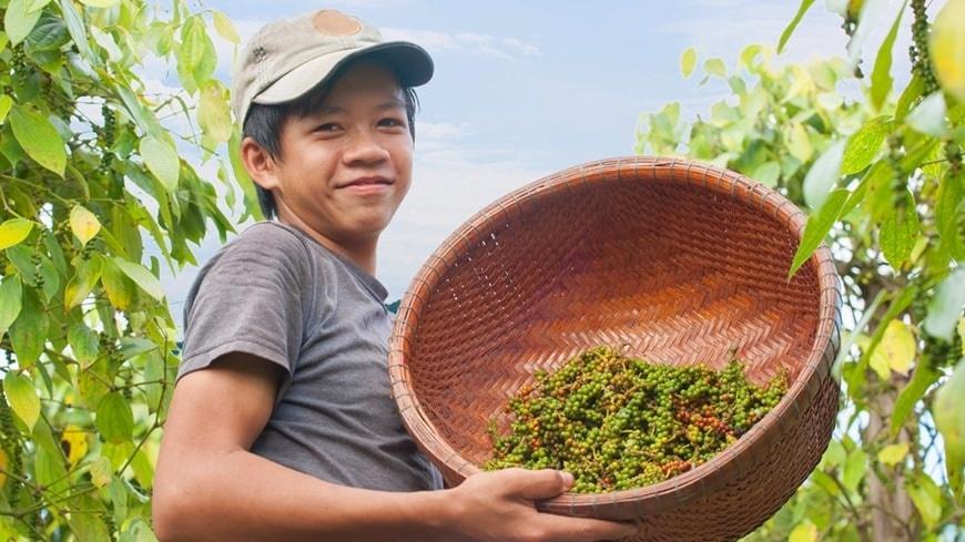 Giá tiêu giữ mức 151.000 đồng/kg, lượng tồn kho trong dân không còn nhiều