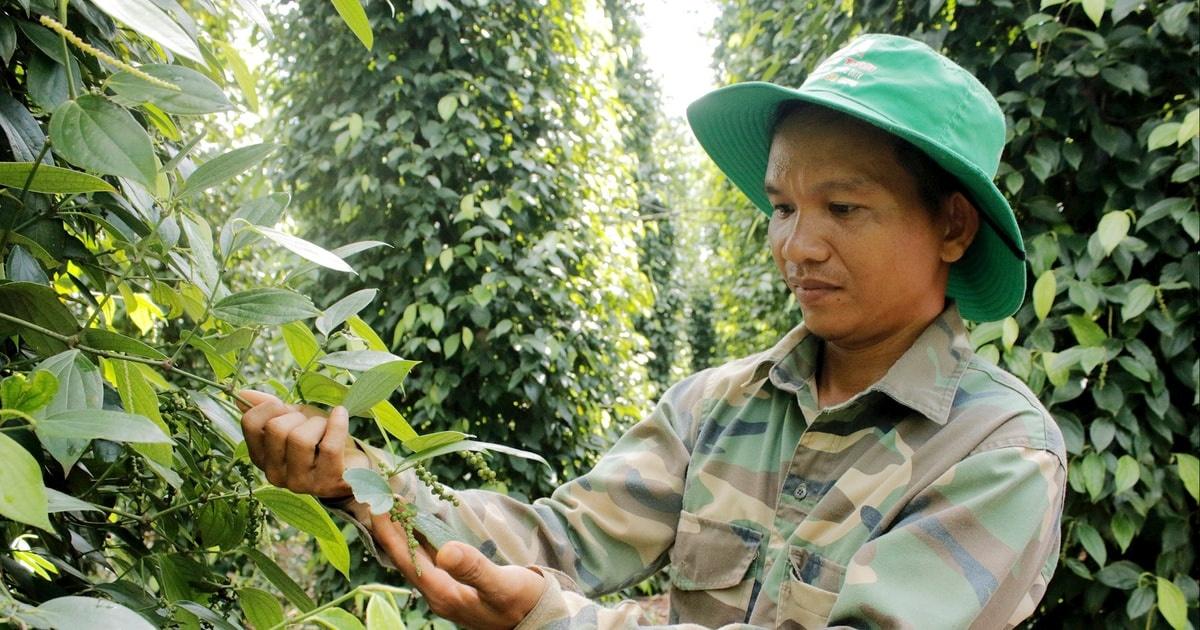 Nhu cầu chưa tăng mạnh khiến giá tiêu giằng co ở mức 150.000 đồng/kg