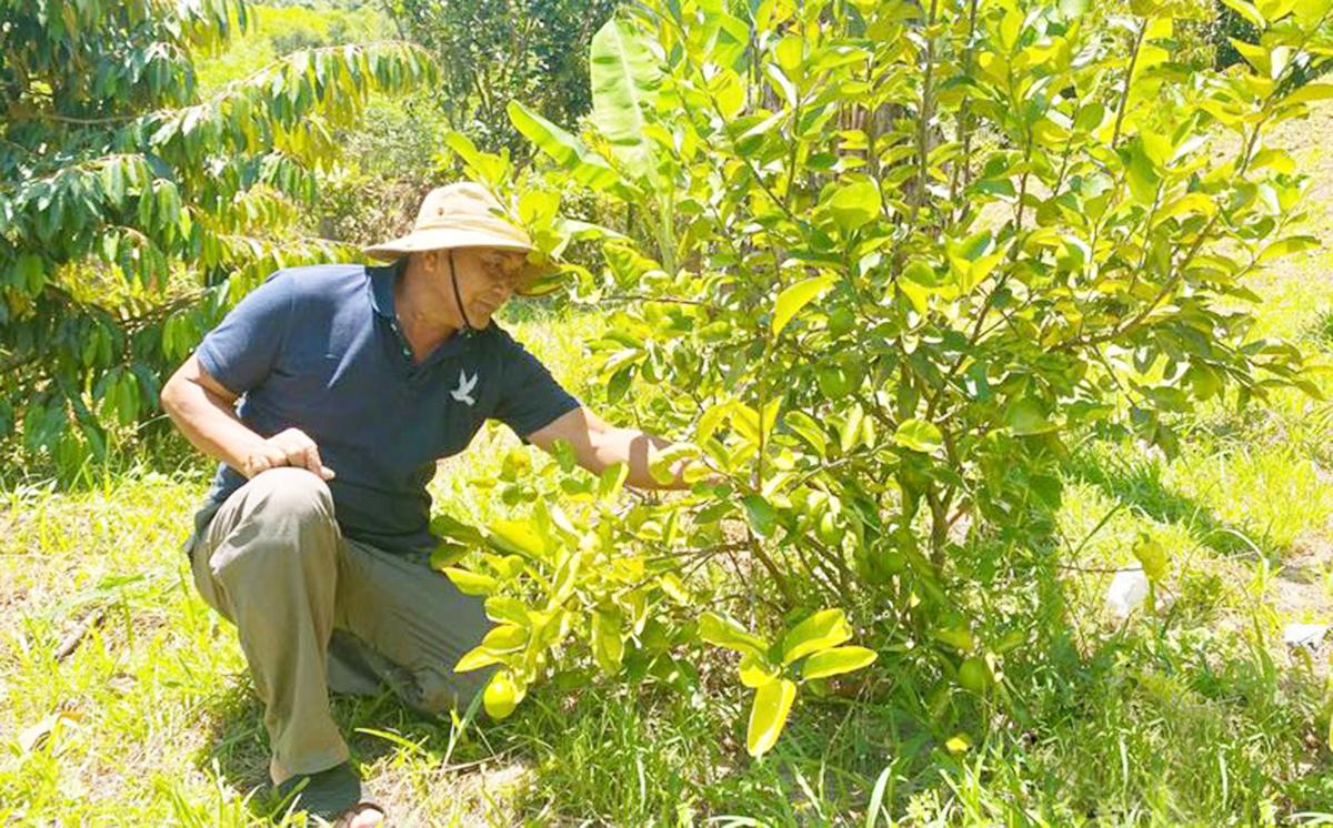 Đưa nông sản lên chợ mạng, nông dân Quảng Ngãi không chỉ giàu to mà còn góp phần xây dựng nông thôn mới