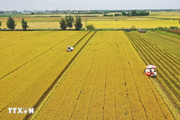 Thị trường nông sản: Giá gạo xuất khẩu tăng, giá bán trong nước chịu áp lực