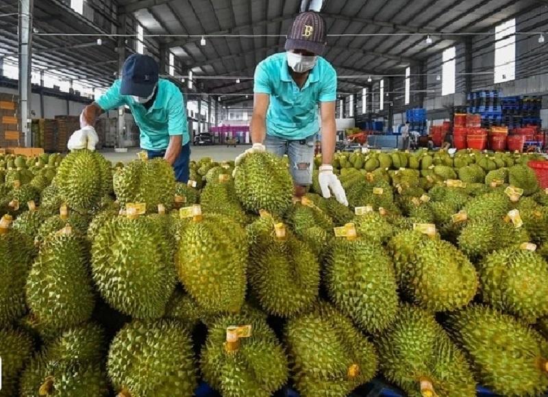 Khởi tố 17 người liên quan đường dây mua bán giấy kiểm nghiệm sầu riêng