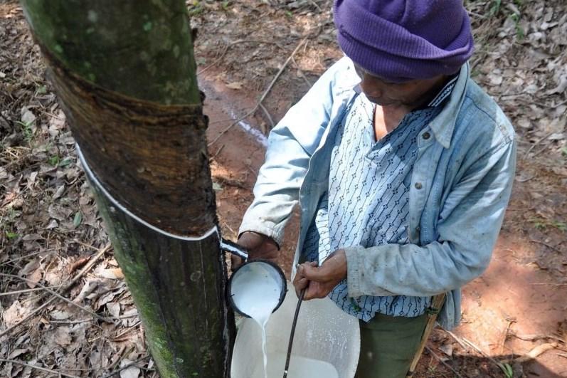 Giá cao su hôm nay 6/11: Đồng loạt đi xuống