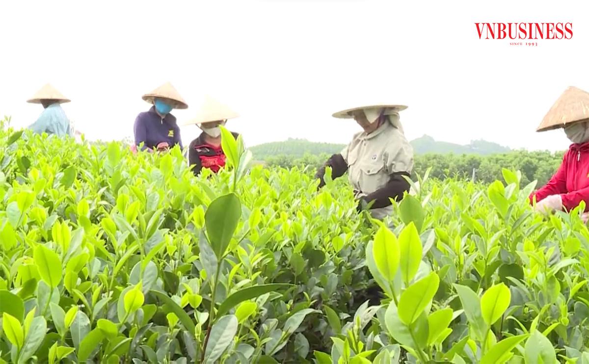 Nông thôn mới nhìn từ những nương chè xanh, vựa nông sản 'hái ra tiền' ở Thái Nguyên