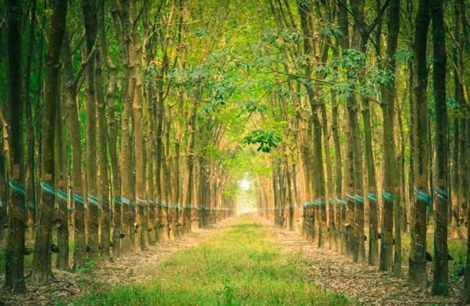 PHR: Nhóm quỹ VOF Investment Limited không còn là cổ đông lớn tại Cao su Phước Hoà