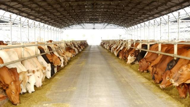 Hòa Phát bán ra hơn 1,3 triệu cổ phiếu HPA trước niêm yết