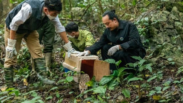 Vườn Quốc gia Cúc Phương hướng mục tiêu thành 'ngân hàng gen' tự nhiên