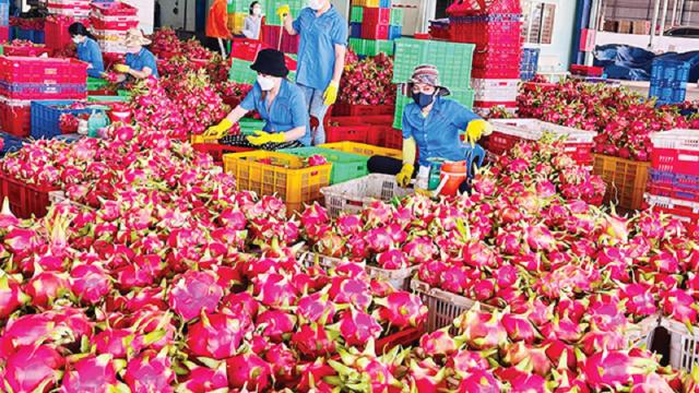 Thanh long xuất khẩu sang EU chịu kiểm tra với tần suất 50% là chưa chính xác