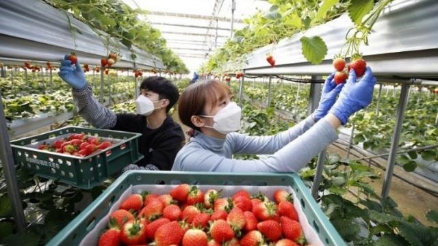 Đi lao động thời vụ tại Hàn Quốc bắt buộc phải tham gia bảo hiểm tai nạn