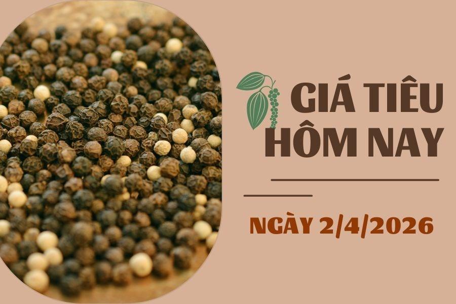 Giá tiêu hôm nay 2/4: Giá tiêu được dự báo sẽ sớm tăng trở lại