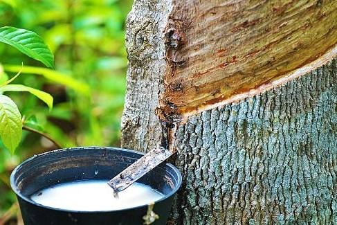 Giá cao su hôm nay 18/4: Giảm hai tuần liên tiếp do lo ngại nhu cầu ô tô Trung Quốc suy yếu