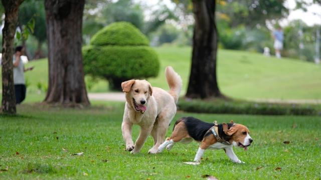 'Kinh tế thú cưng' tăng trưởng bứt phá nhờ xu hướng sống mới
