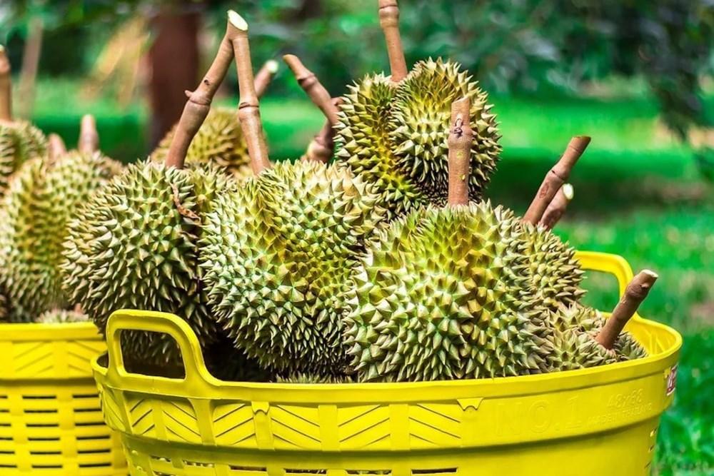 Giá sầu riêng lao dốc dù xuất khẩu tăng mạnh