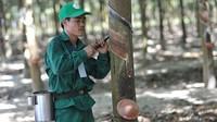 Cao su Phước Hoà (PHR): Lãi đột biến quý I/2026 nhờ bồi thường thực hiện dự án