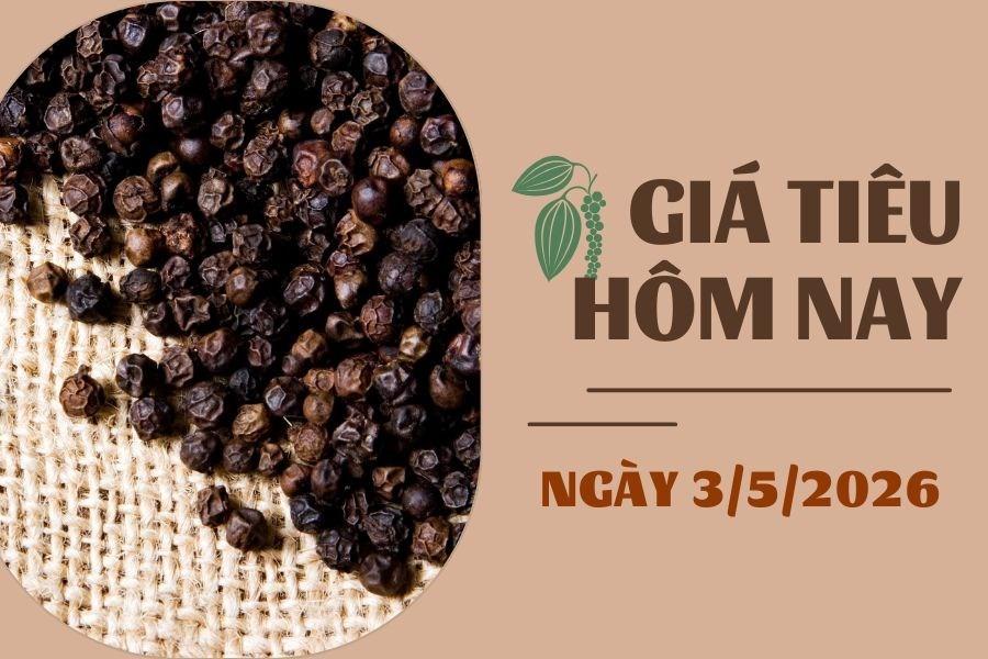 Giá tiêu hôm nay 3/5: Tăng khá mạnh trong tuần qua, chạm mốc 144.000 đồng/kg