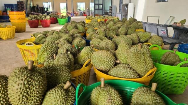 Đồng Tháp: Giá sầu riêng giảm sâu, khẩn trương lên phương án tháo gỡ