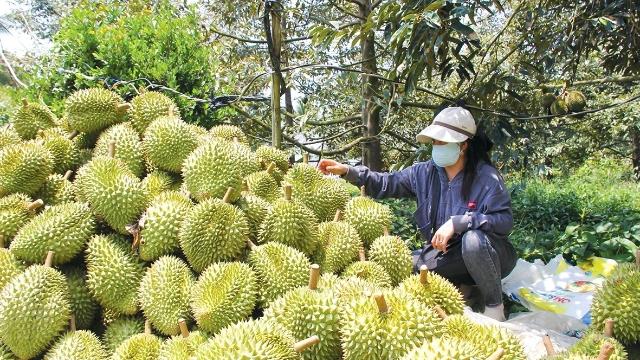 Đồng bằng sông Cửu Long tái cấu trúc nông nghiệp dưới áp lực thị trường và khí hậu