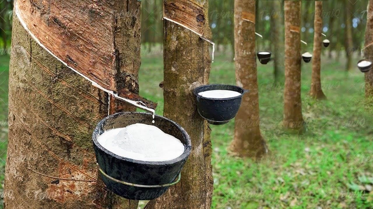 GVR: Tập đoàn Cao su báo lãi quý I cao nhất 5 năm, cổ phiếu tăng 28% sau 3 tuần