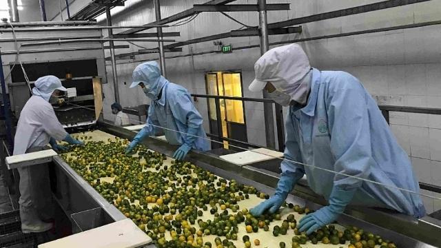 Xu hướng nguyên liệu cho thực phẩm bảo vệ sức khỏe