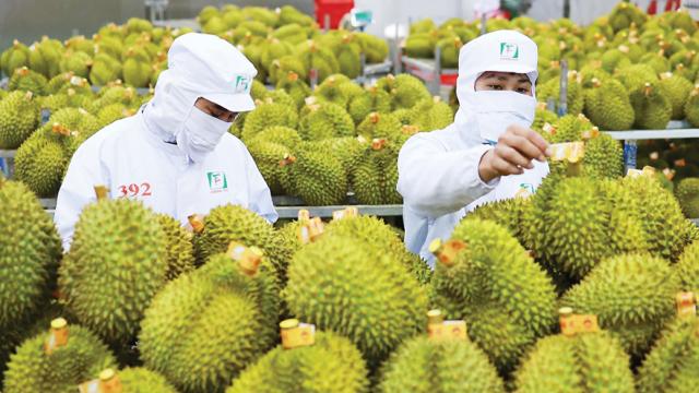 Sầu riêng Việt Nam tăng tốc xuất khẩu, chinh phục thêm thị trường tỷ dân