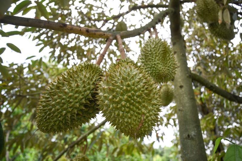 Quản lý nông sản bằng dữ liệu nhìn từ mô hình sầu riêng 'luồng xanh'