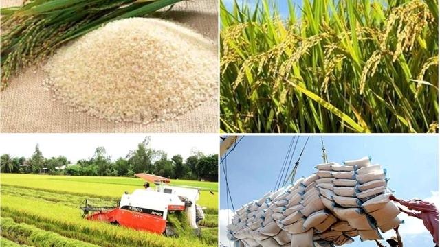 El Nino và cạnh tranh thị trường tác động mạnh đến giá gạo xuất khẩu