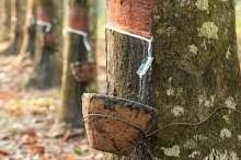 Giá cao su hôm nay 3/7: Nhật Bản thấp nhất 6 tuần do giá dầu giảm và triển vọng tiêu thụ ô tô Trung Quốc suy yếu